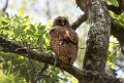 Pel's fish-owl.20141114_1731