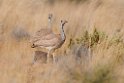 Rüppell's Korhaan.20141107_0935