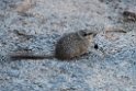 Rat.20141103_0343