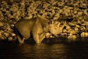 Rhino by night.20141107_1044