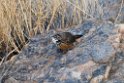 Rockrunner.20141101_0655