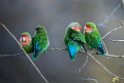 Rosy-faced Lovebird.20141103_0292