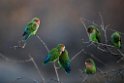 Rosy-faced Lovebird.20141103_0315
