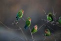 Rosy-faced Lovebird.20141103_0319