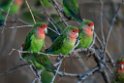 Rosy-faced Lovebird.20141103_0331