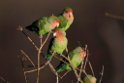 Rosy-faced Lovebird.20141103_0404