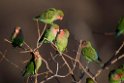 Rosy.faced Lovebird.20141103_0393
