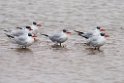 Rovterne.20141105_0011