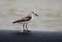 Sandløber.20141105_0102