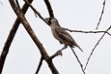 Social weaver.20141107_0998