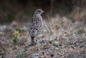 Spotted Thick-knee.20141113_1741