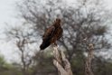 Tawny eagle.20141107_1007