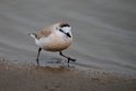 White-fronted Plover.20141105_0164