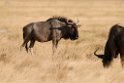 Wildebeast.20141109_0751