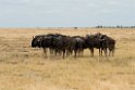 Wildebeast.20141109_1142