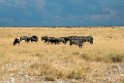 Wildebeast.20141109_1150