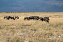 Wildebeast.20141109_1152