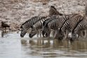 Zebra.20141107_0979
