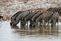 Zebra.20141107_0984