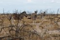 Zebra.20141108_1909