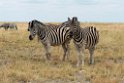 Zebra.20141109_1134