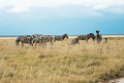 Zebra.20141111_1393