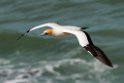 Australian Gannet.20121113_5381