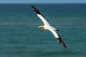 Australian Gannet.20121113_5392