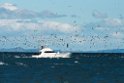 Australian Gannet.20121116_5744