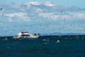 Australian Gannets.20121116_5748