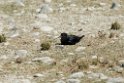 Black Stilt.20121128_6893