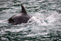 Bottlenose Dolphin.20121120_6030
