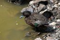 Brown Teal.20121115_5497