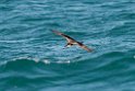 Buller's Shearwater.20121116_5637