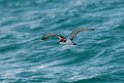 Buller's Shearwater.20121116_5638