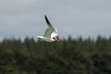 Caspian Tern.20121118_5829
