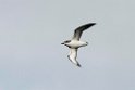Cook's Petrel.20121116_5570