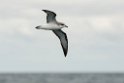Cook's Petrel.20121116_5616