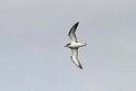 Cook's petrel.20121116_5569