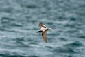 Cook's petrel.20121116_5604