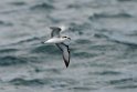 Cook's petrel.20121116_5608