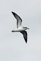 Cook's petrel.20121116_5614