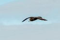 Flesh-footed shearwater.20121116_5561