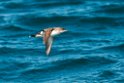 Fluttering Shearwater.20121116_5712