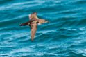 Fluttering Shearwater.20121116_5718
