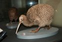 Great Spotted Kiwi Auckland Museum.20121111_5179