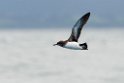 Hutton's Shearwater.20121121_6638