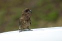 Kea.20121124_6783
