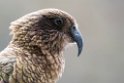 Kea.20121124_6786