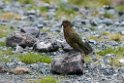 Kea.20121124_6800